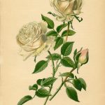 10 Free Vintage Roses Images   Gorgeous!   The Graphics Fairy   Free Printable Roses