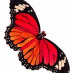 15 Free Printable Clipart Butterfly For Free Download On   Free Printable Butterfly Clipart