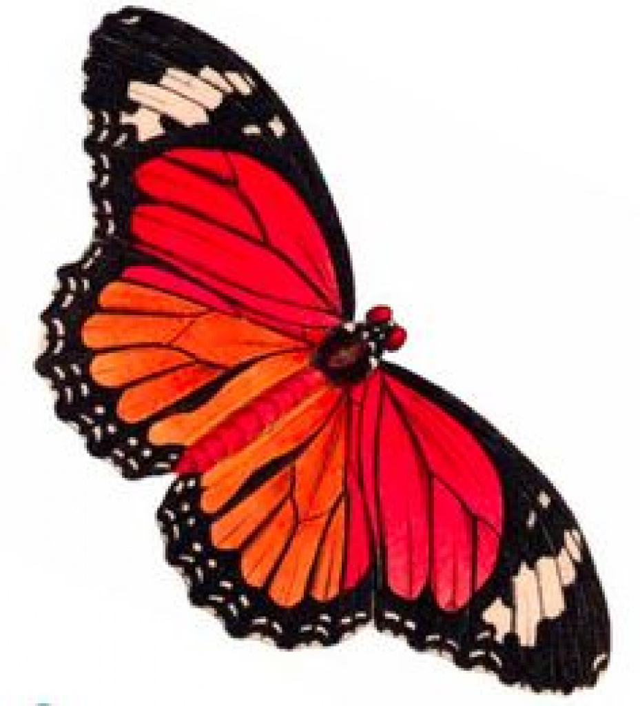 15 Free Printable Clipart Butterfly For Free Download On - Free Printable Butterfly Clipart