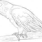 African Grey Parrot Coloring Page | Free Printable Coloring Pages   Free Printable Parrot Coloring Pages