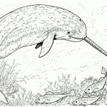 Arctic Narwhal Whale Coloring Page | Free Printable Coloring Pages   Free Printable Whale Template