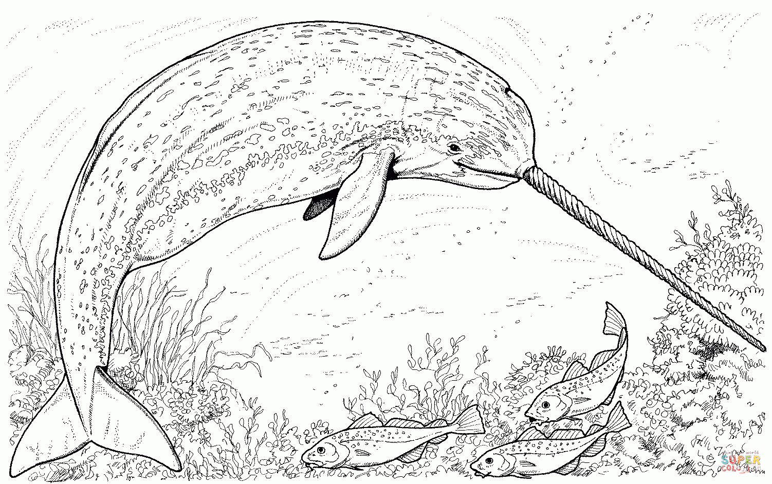 Arctic Narwhal Whale Coloring Page | Free Printable Coloring Pages - Free Printable Whale Template
