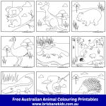 Australian Animals Colouring Pages | Brisbane Kids   Free Printable Australian Animals