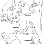 Australian Animals Homepage Animal | Pbl | Australia For Kids   Free Printable Australian Animals