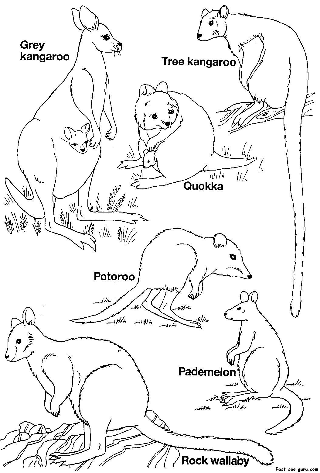 Australian Animals Homepage Animal | Pbl | Australia For Kids - Free Printable Australian Animals