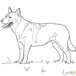 Australian Cattle Dog Coloring Page | Free Printable Coloring Pages   Free Printable Dog Coloring Pages