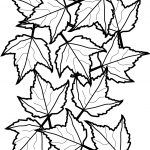 Autumn Maple Leaves Coloring Page | Free Printable Coloring Pages   Free Printable Leaf Coloring Pages