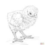 Baby Chicks Coloring Pages | Free Printable Pictures   Free Printable Easter Baby Chick Coloring Pages