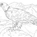 Bald Eagle From Alaska Coloring Page | Free Printable Coloring Pages   Free Printable Pictures Of Alaska