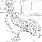 Brown Leghorn Rooster Coloring Page | Free Printable Coloring Pages   Free Printable Pictures Of Roosters