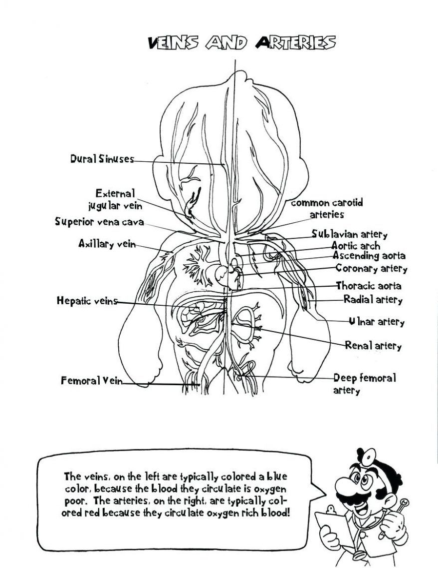 Coloring: Anatomy Coloring Pages Free 6 Printable 94 Cool And - Free Printable Anatomy Pictures