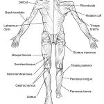 Coloring Pages : Anatomy Coloring Pages Muscles Human Back View Page   Free Printable Human Anatomy Coloring Pages