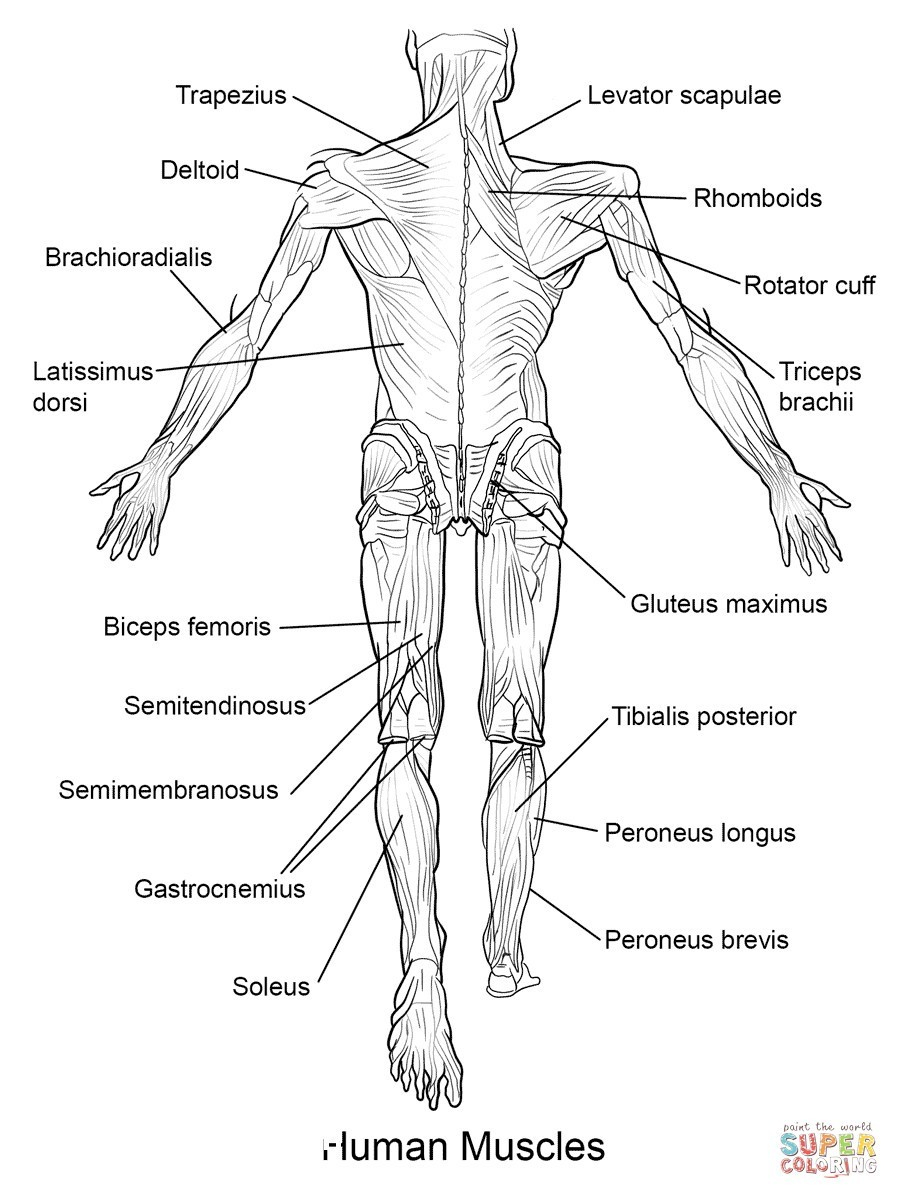 Coloring Pages : Coloring Pages Human Anatomy Futurama Me Remarkable - Free Printable Anatomy Pictures