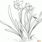 Daffodil Coloring Pages | Free Coloring Pages   Free Printable Pictures Of Daffodils