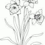 Daffodil Coloring Pages | Free Coloring Pages   Free Printable Pictures Of Daffodils
