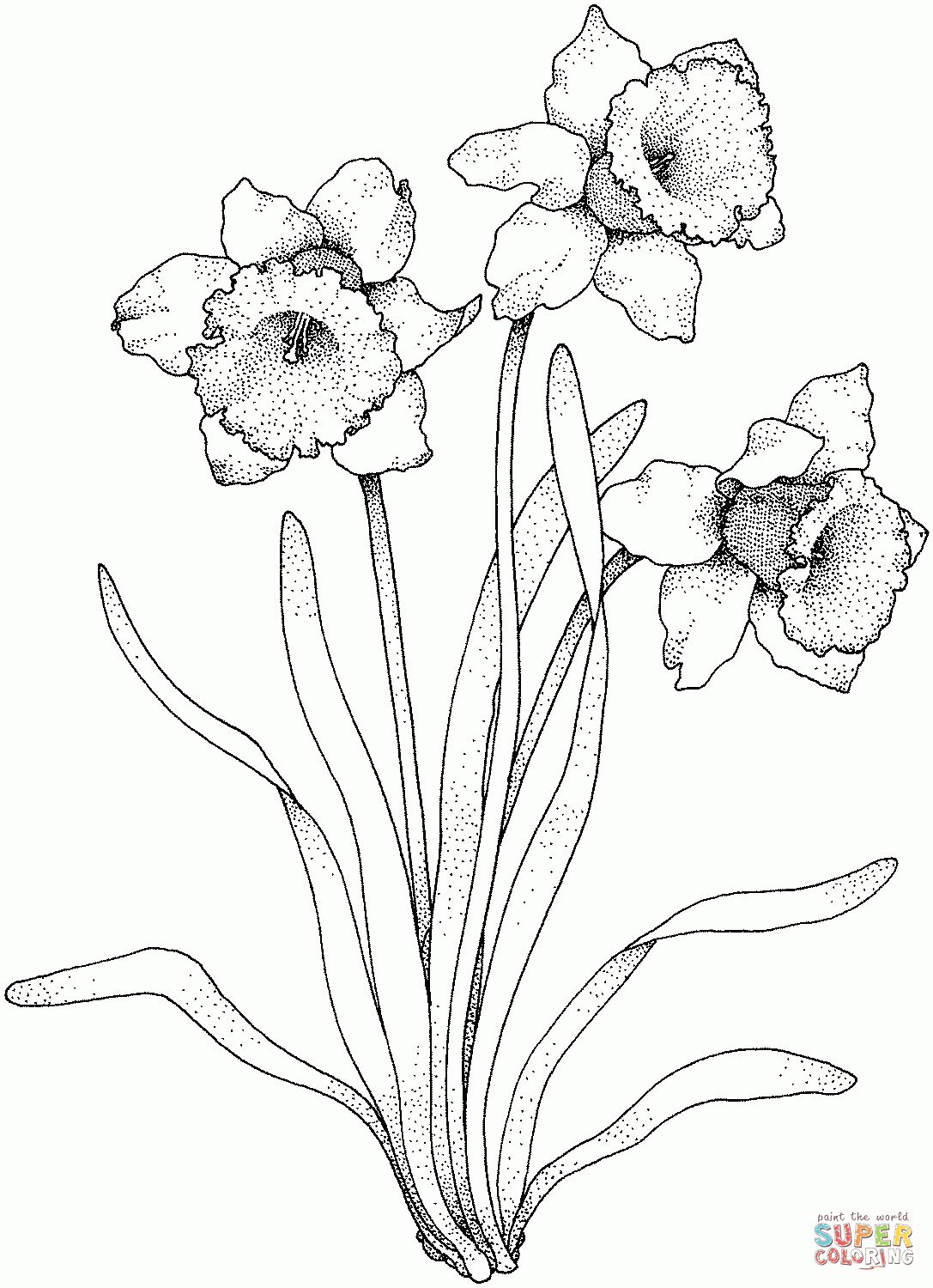 Daffodil Coloring Pages | Free Coloring Pages - Free Printable Pictures Of Daffodils