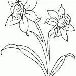 Daffodil March | Painting. Coloring & Templates | Daffodil Flower   Free Printable Pictures Of Daffodils