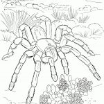 Desert Animals Coloring Pages | Free Printable Pictures   Free Printable Desert Animals