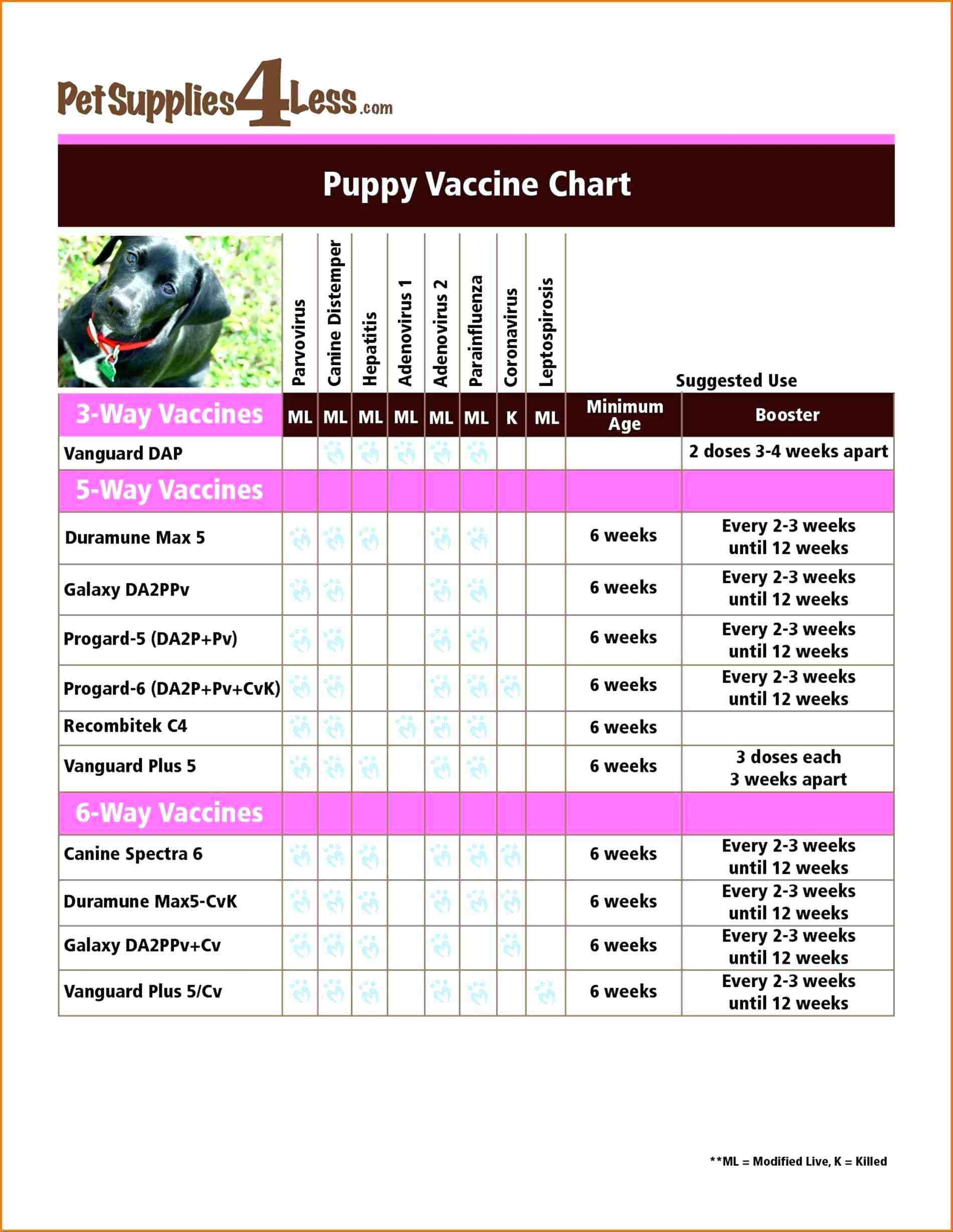 Dog Vaccination Chart Printable - Essaywritesystem - Free Printable Dog Shot Records