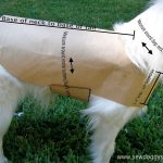 Drafting A Pet Coat Pattern   So Easy! | Crafts: Clever Crafts | Dog   Free Printable Sewing Patterns For Dog Clothes