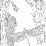 Dragonfly Coloring Pages | Free Coloring Pages   Free Printable Pictures Of Dragonflies