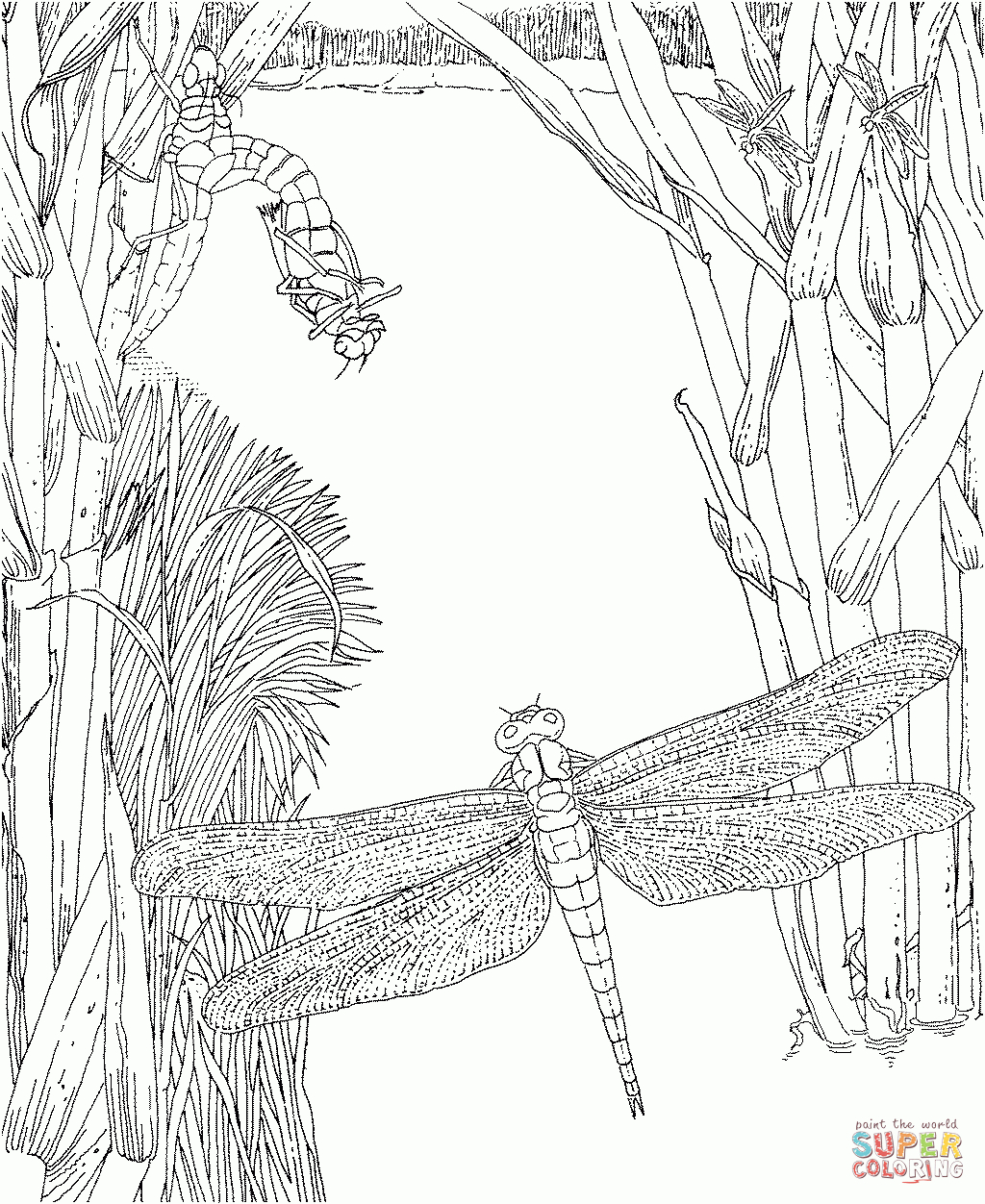 Dragonfly Coloring Pages | Free Coloring Pages - Free Printable Pictures Of Dragonflies