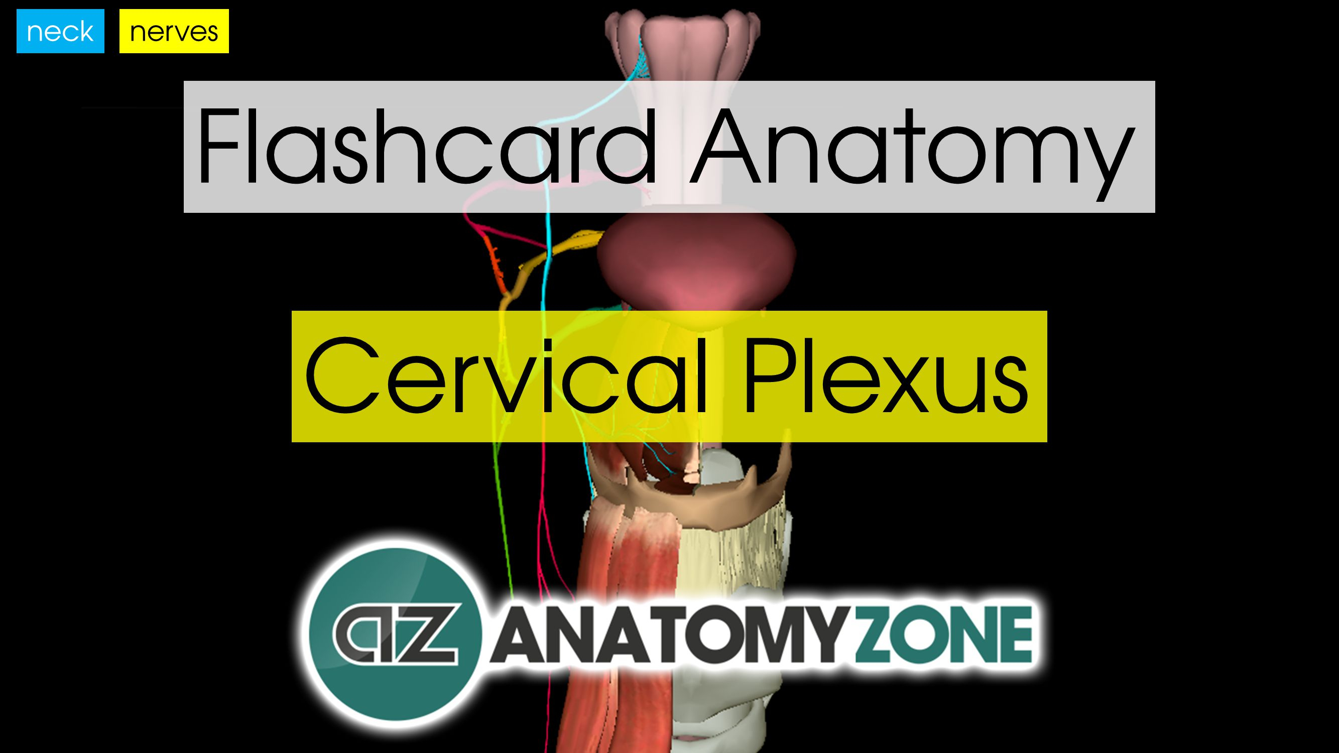 muscle-anatomy-flash-cards-and-anatomy-flash-cards-printable-free