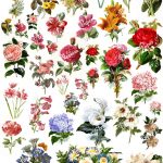 Flowers Collage Sheet Digital Scrapbook Scrapbooking | Etsy   Free Printable Decoupage Flowers