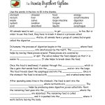 Food Digestion Worksheets | Digestive System Worksheets   Free Printable Biology Worksheets For High School
