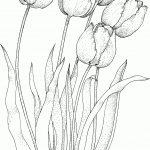 Four Tulips Coloring Page | Free Printable Coloring Pages   Free Printable Tulip Coloring Pages