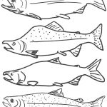 Free Coloring Page Of Salmon Fish, Free Printable Fish Coloring   Free Printable Fish Coloring Pages