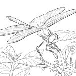 Free Dragonfly Coloring Pages For Adults | Yellow Winged Darter   Free Printable Pictures Of Dragonflies
