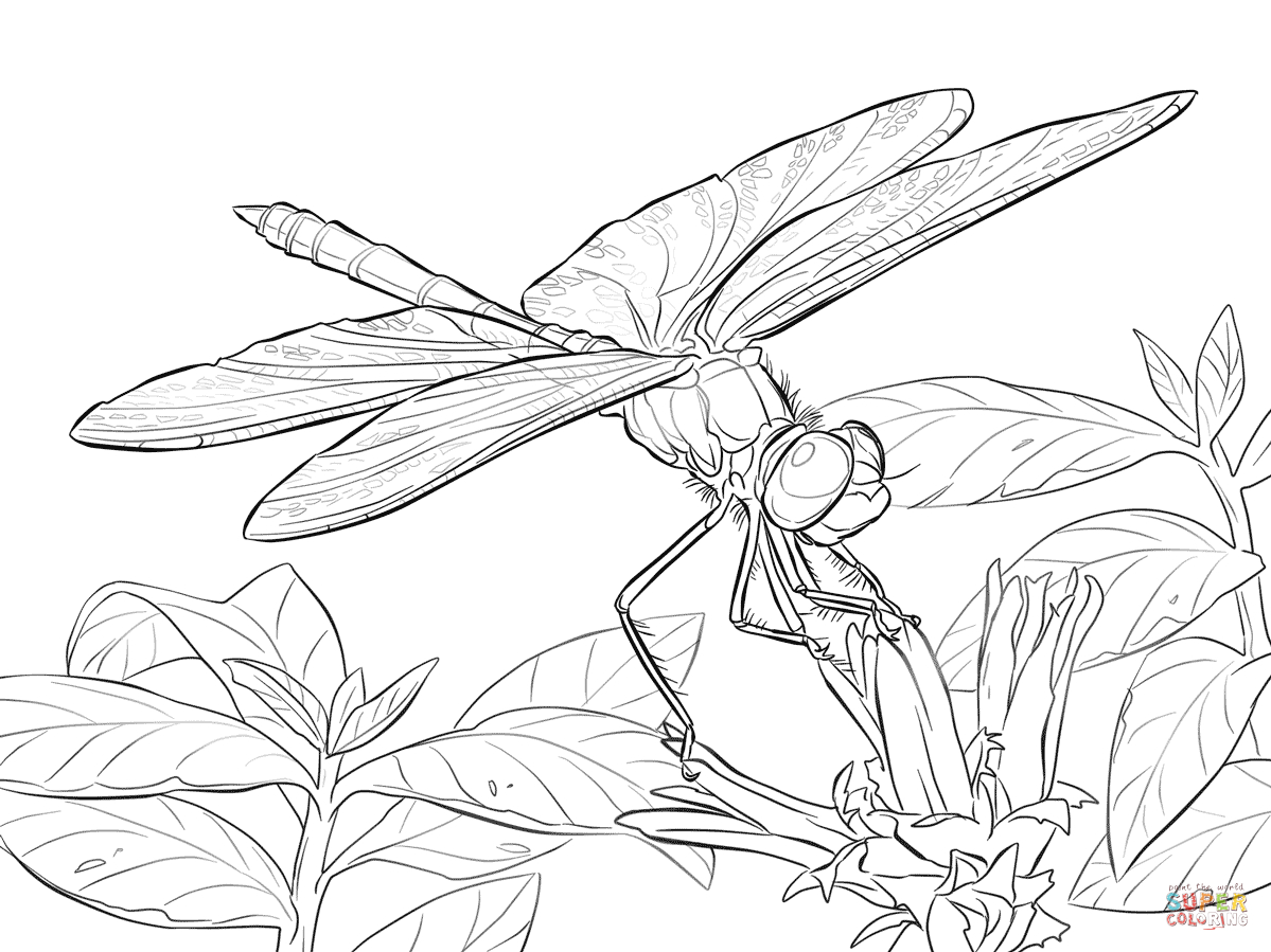 Free Dragonfly Coloring Pages For Adults | Yellow Winged Darter - Free Printable Pictures Of Dragonflies