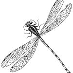 Free Drawings Of Dragonflies, Download Free Clip Art, Free Clip Art   Free Printable Pictures Of Dragonflies
