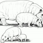 Free Hippo Coloring Pages   Free Printable Hippo Coloring Pages