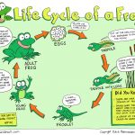 Free Life Cycle Of A Frog Printable   Life Cycle Of A Frog Free Printable Book