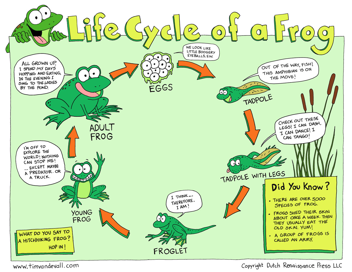 Free Life Cycle Of A Frog Printable - Life Cycle Of A Frog Free Printable Book