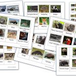 Free Montessori 3 Part Cards Archives   Homeschool Den   Free Printable Animal Classification Cards