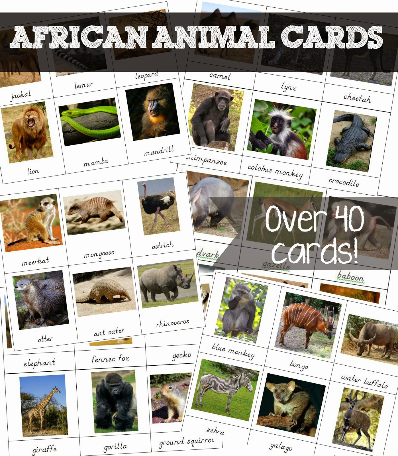 Free Printable Animal Cards Free Printable