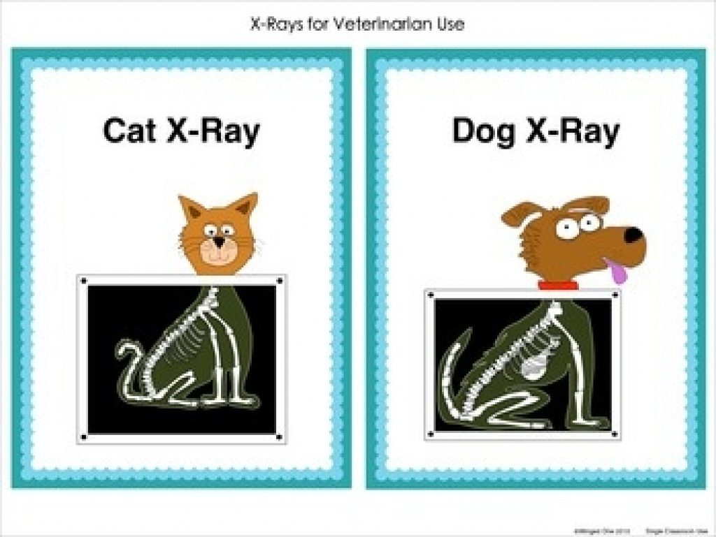 Free Printable Animal X Rays | Free Printable - Free Printable Animal X Rays
