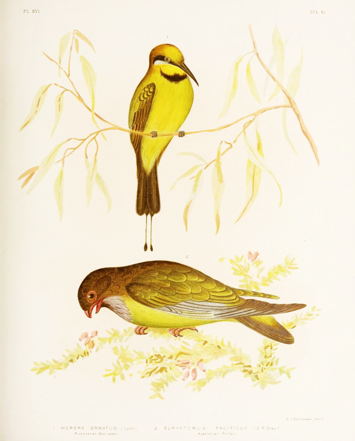 Free Printable Bird Art - Free Printable Images Of Birds