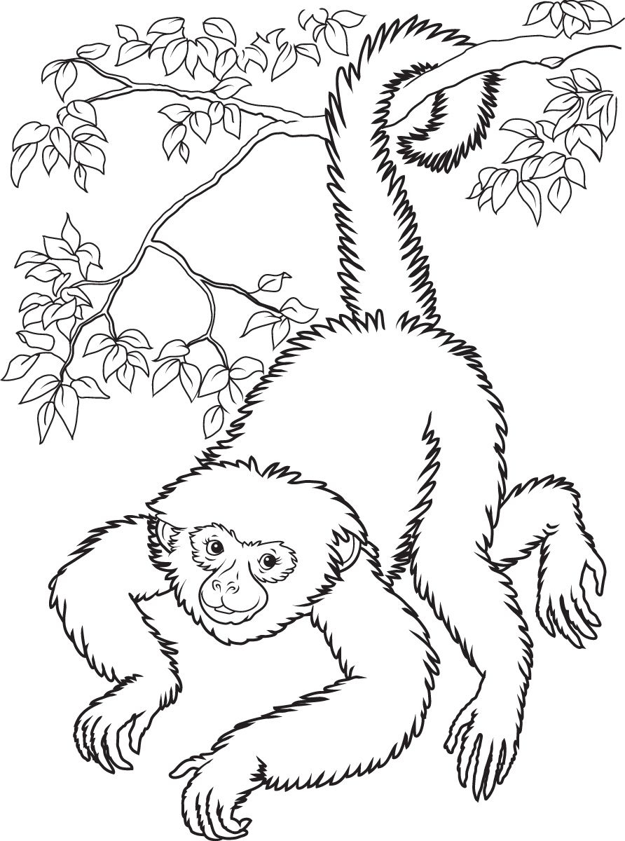 Free Printable Monkey Coloring Pages For Kids | Home Furniture - Free Printable Monkey Coloring Pages