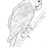 Free Printable Parrot Coloring Pages For Kids | Ahhhhh.. | Bird   Free Printable Parrot Coloring Pages