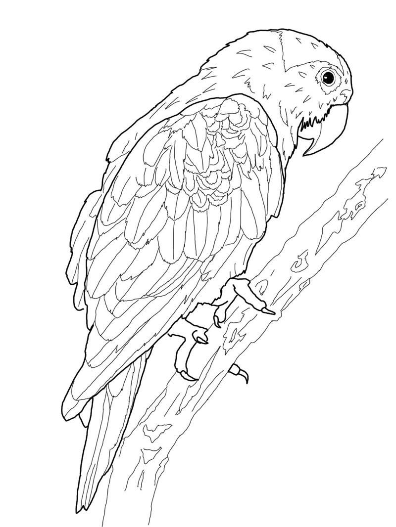 Free Printable Parrot Coloring Pages For Kids | Ahhhhh.. | Bird - Free Printable Parrot Coloring Pages