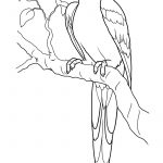 Free Printable Parrot Coloring Pages For Kids | Coloring Pages   Free Printable Parrot Coloring Pages
