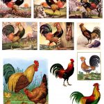 Free Printable Rooster | Free Digital Downloadsthe Timeless   Free Printable Pictures Of Roosters