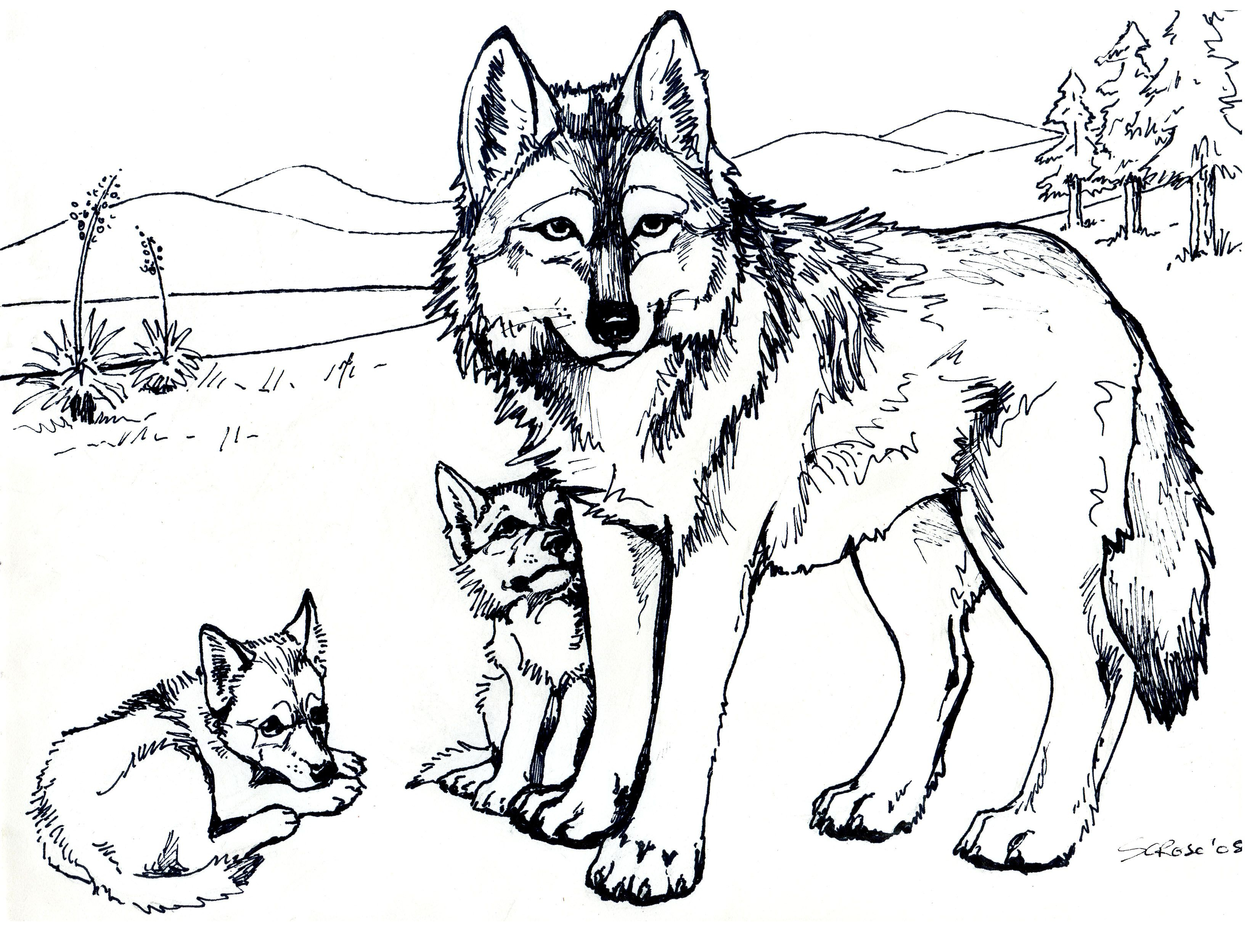 Free Printable Wolf Coloring Pages For Kids | Eden | Pinterest - Free Printable Realistic Animal Coloring Pages