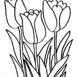 Free Tulip Coloring Pages With Printable Tulip Coloring Pages For   Free Printable Tulip Coloring Pages