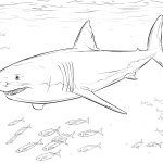 Great White Shark With Pilot Fishes Coloring Page | Free Printable   Free Printable Great White Shark Coloring Pages