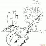 Horseshoe Crab Coloring Page | Free Printable Coloring Pages   Free Printable Horseshoe Coloring Pages